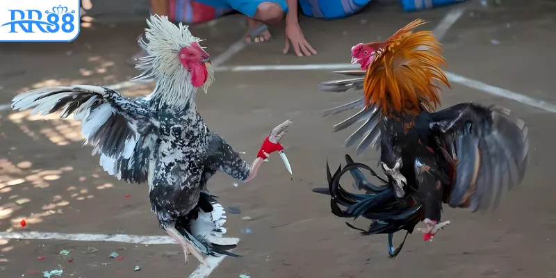 Đá gà cựa dao nổi bật với tốc độ nhanh và quyết liệt