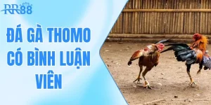 Đá Gà Thomo Có Bình Luận Viên - Giải Trí Kịch Tính Tại RR88