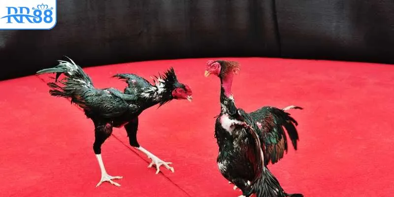 Đôi nét về hình thức giải trí đá gà hấp dẫn